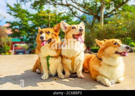 Drei glückliche Welsh Corgi Pembroke Hunde mit hervorstehende Zungen, China, Asien Stockfoto