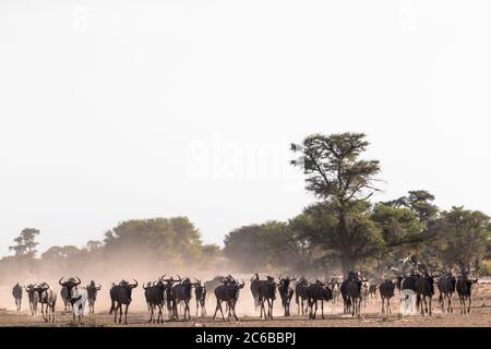 Gneldebeest (Connochaetes taurinus) Herde, Kgalagadi Transfrontier Park, Südafrika, Afrika Stockfoto