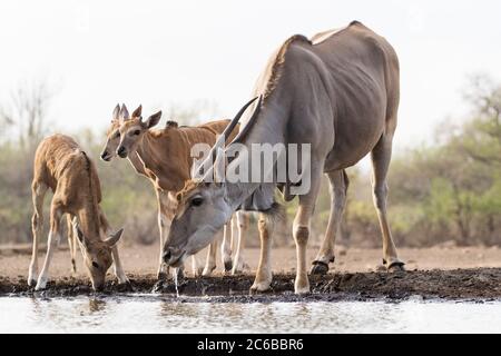 Eland (Tauro Oryx), Mashatu Game Reserve, Botswana, Afrika Stockfoto