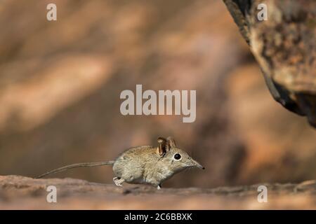 Ostfelsenelefantenspitzmaus (Elephantulus myurus), Tuli-Wildreservat, Botswana, Afrika Stockfoto