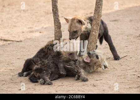 Fleckhyena (Crocuta crocuta) Jungen, Elephant Plains, Sabi Sand, Südafrika, Afrika Stockfoto