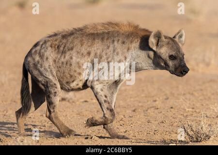 Fleckhyena (Crocuta crocuta), Kgalagadi Transfrontier Park, Südafrika, Afrika Stockfoto