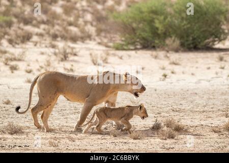 Löwin (Panthera leo) mit Jungen, Kgalagadi Transfrontier Park, Südafrika, Afrika Stockfoto