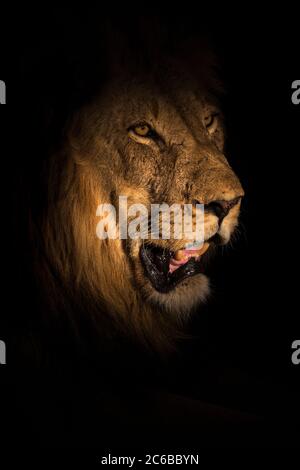 Löwe (Panthera leo) bei Nacht, Elephant Plains, Sabi Sand Game Reserve, Südafrika, Afrika Stockfoto