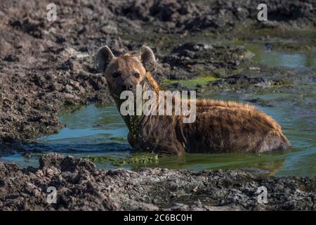 Fleckhyena (Crocuta crocuta), die abkühlt, Elephant Plains, Sabi Sand, Südafrika, Afrika Stockfoto