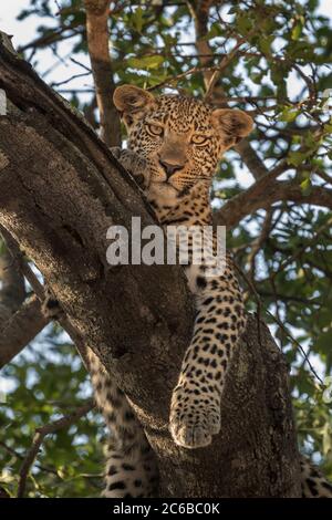 Leopard (Panthera pardus), Elephant Plains, Sabi Sand Game Reserve, Südafrika, Afrika Stockfoto