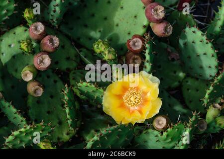 Blühende Opuntia compressa mit Früchten. Teufelszunge. Glatte Stachelige Birne. Stockfoto