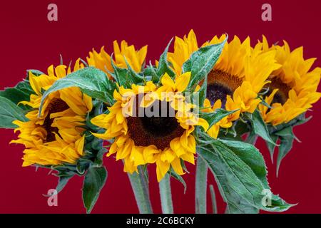 Ein Bündel Sonnenblumen auf rotem Hintergrund Stockfoto