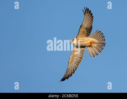 Junger Rotfußfalke (Falco vespendotus) im schnellen Flug mit gestreckten Flügeln und Schwanzfedern über blauem Himmel Stockfoto