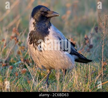 Erwachsene Kapuzenkrähe (corvus cornix) steht im Gras auf dem Boden im Abendlicht Stockfoto