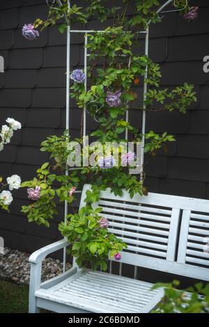 Ein nostalgischer Metallpavillon ist mit blauen Rosen überwuchert. Eine weiße Bank lädt zum Verweilen ein. Sommer in deutschland. Stockfoto