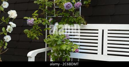 Ein nostalgischer Metallpavillon ist mit blauen Rosen überwuchert. Eine weiße Bank lädt zum Verweilen ein. Sommer in deutschland. Stockfoto