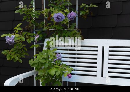 Ein nostalgischer Metallpavillon ist mit blauen Rosen überwuchert. Eine weiße Bank lädt zum Verweilen ein. Sommer in deutschland. Stockfoto