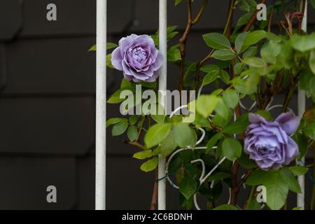 Ein nostalgischer Metallpavillon ist mit blauen Rosen überwuchert. Im Hintergrund ist schwarzer Schiefer. Sommer in deutschland. Stockfoto