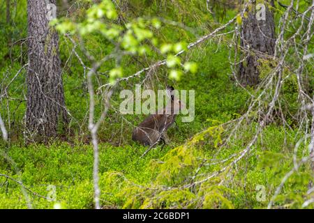 Junger Hase im Wald in einer nervösen Position bereit zu gehen, Bild aus Nordschweden. Stockfoto
