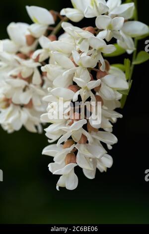 Blühender Baum Robinia pseudoacacia. Bekannt als Falsche Akazie oder Schwarze Heuschrecke. Deatil der Blume. Stockfoto