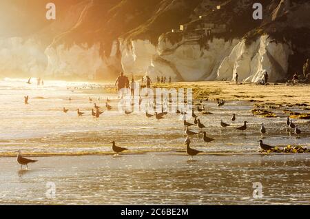 Strand mit Möwen in Kalifornien, USA in der Abendsonne Stockfoto