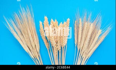 Garbe aus Weizen, Roggen und Gerstenohren auf blauem Hintergrund. Einfache, flache Verlegung. Stock Foto. Stockfoto