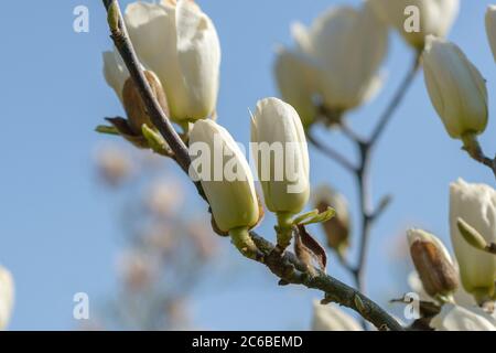 Yulan-Magnolie Magnolia denudata Stockfoto