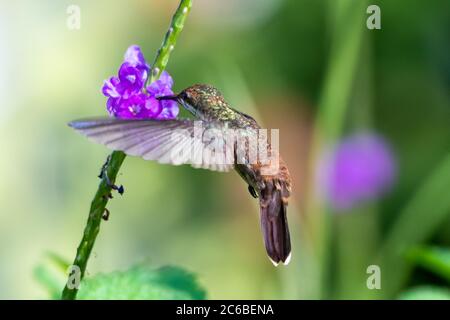 Eine weibliche Ruby Topaz Kolibri Fütterung auf einer lila Vervain Blume mit üppigem Laub um. Stockfoto