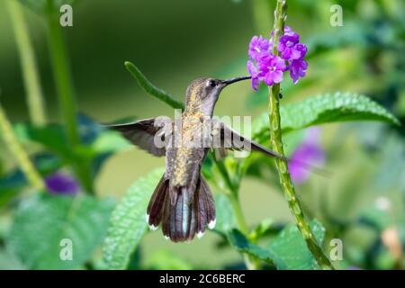 Eine weibliche Ruby Topaz Kolibri Fütterung auf einer lila Vervain Blume mit üppigem Laub um. Stockfoto