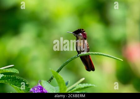 Ein Ruby Topaz Kolibri, der in einem Vervain Busch in der Morgensonne steht. Stockfoto