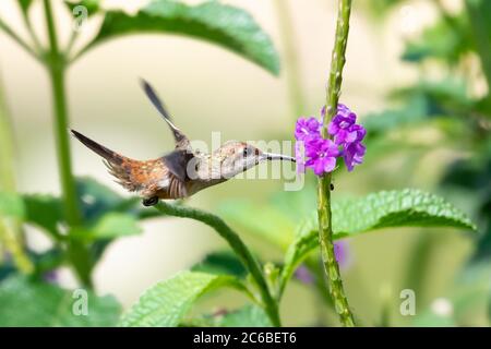 Eine weibliche Ruby Topaz Kolibri Fütterung auf einer lila Vervain Blume mit üppigem Laub um. Stockfoto