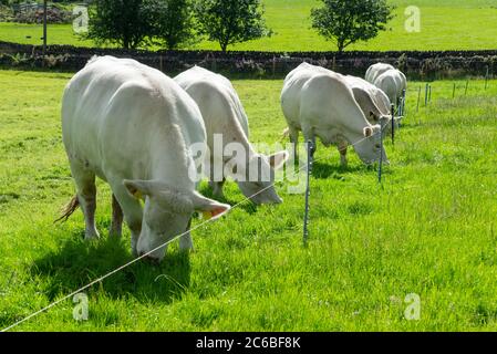 Charolais Herde in der Landschaft im Hochsommer Stockfoto