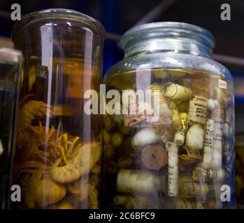 Botanik und Natur. Botanisches Lernen und Lehren. Pflanzen, Wissenschaft, Aufzeichnungen, Museum, Proben, Proben, Konservator, Kurator Stockfoto