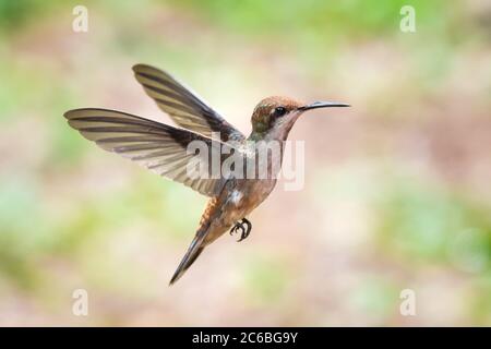 Ein junger Ruby Topaz Kolibri, der in der Luft schwebt, mit einem glatten, hellen Hintergrund. Stockfoto