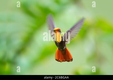 Ein Ruby Topaz Kolibri schwebt in der Luft mit Blick auf die Kamera mit einer tropischen Pflanzen verschwommen im Hintergrund. Stockfoto