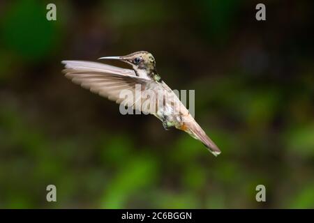 Ein junger Ruby Topaz Kolibri, der in der Luft schwebt, mit dunkelgrünem Hintergrund. Stockfoto