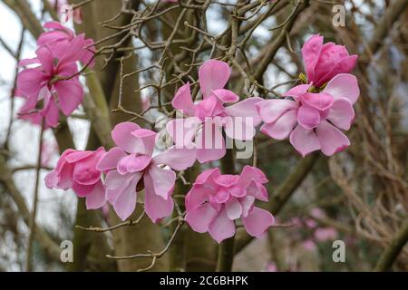 Magnolie Magnolia springeri var. Diva Stockfoto