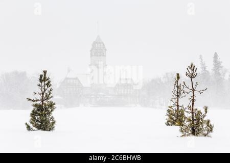 Pinien in einem Schneesturm, Assiniboine Park Pavillon im Hintergrund, Assiniboine Park, Winnipeg, Manitoba, Kanada. Stockfoto