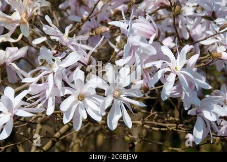 Rosa Stern-Magnolie Magnolia stellata Rosea Stockfoto