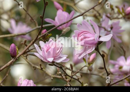 Rosa Stern-Magnolie Magnolia stellata Rosea Stockfoto