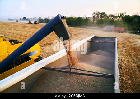 Überladung von Getreide aus den Mähdreschern in einen Getreidewagen auf dem Feld. Harvester Ablader Gießen gerade geernteten Weizen in Korn Box Körper Stockfoto