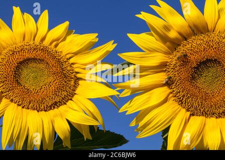 Nahaufnahme einer Honigbiene auf einer riesigen, gelben Sonnenblume mit einem strahlend blauen Himmel. Stockfoto