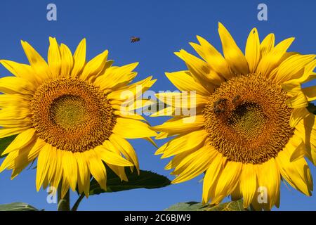 Nahaufnahme einer Honigbiene auf einer riesigen, gelben Sonnenblume mit einem strahlend blauen Himmel. Stockfoto