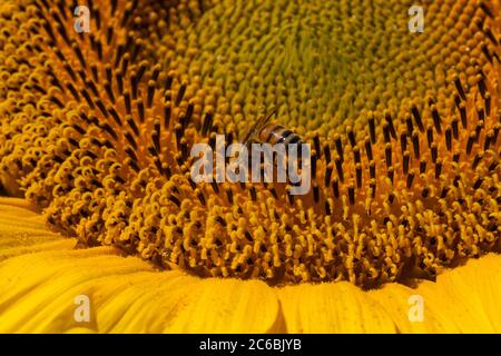 Nahaufnahme einer Honigbiene auf einer riesigen, gelben Sonnenblume mit einem strahlend blauen Himmel. Stockfoto