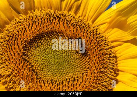 Nahaufnahme einer Honigbiene auf einer riesigen, gelben Sonnenblume mit einem strahlend blauen Himmel. Stockfoto