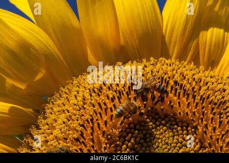 Nahaufnahme einer Honigbiene auf einer riesigen, gelben Sonnenblume. Stockfoto