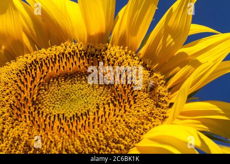 Nahaufnahme einer Honigbiene auf einer riesigen, gelben Sonnenblume mit einem strahlend blauen Himmel. Stockfoto