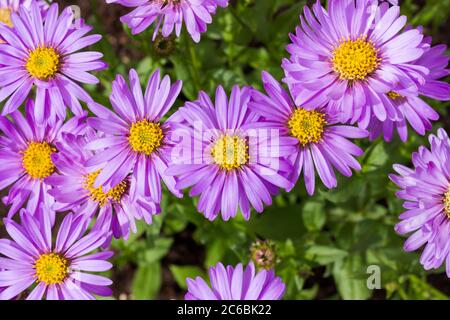 Aster frikartii 'Floras Delight' Fliederblüten blühend im Sommer, England, Großbritannien Stockfoto