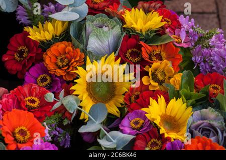 Herbstblumen zum Verkauf auf dem Madison Farmers Market in Wisconsin. Stockfoto
