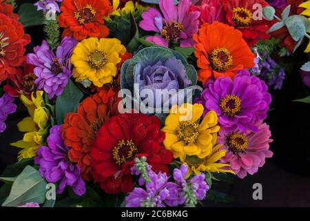 Herbstblumen zum Verkauf auf dem Madison Farmers Market in Wisconsin. Stockfoto