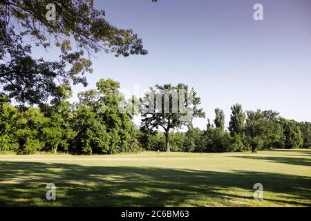 Große Bäume auf einem Feld während eines sonnigen Sommertages. Stockfoto