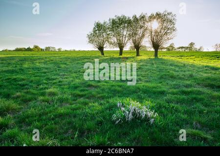 Grüne Wiese und Sonne hinter Weidenbäumen, sonniger Frühlingstag Stockfoto