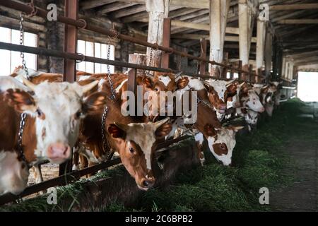 Kühe auf dem Bauernhof essen frisches grünes Gras in geringer Feldtiefe Stockfoto