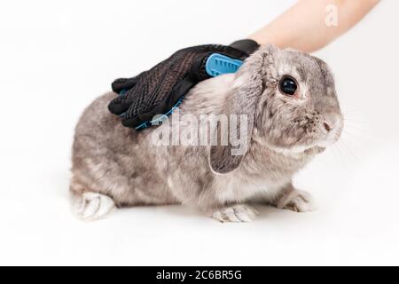 Person, die ein graues Kaninchen mit einem Kamm mit einem lop-ohrigen Handschuh umstelt. Weißer Hintergrund. Konzept der Tiergesundheit Stockfoto